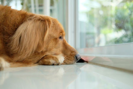 Golden retriever dog lying down on floor.の写真素材