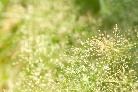 Close up of grass flower and blur green grass background. Natural grass background with copy space for wording design.の写真素材