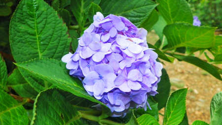 hydrangea