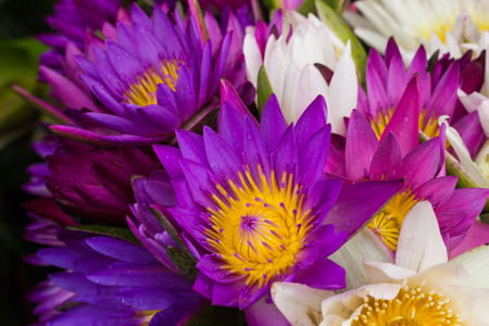 beautiful colors of  blooming lotusesの写真素材