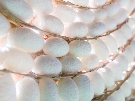 white silk cocoonsの写真素材