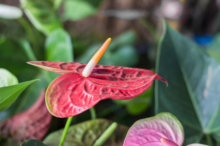 flower is blooming in the glass house