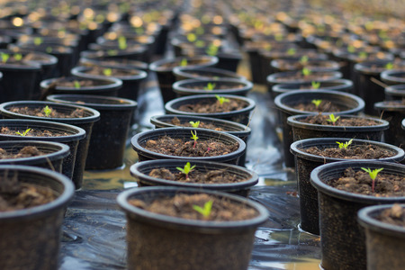 row of flowerpots in the farmの写真素材