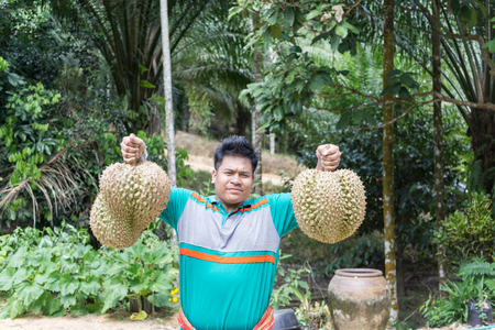 Thai youn gardener show his durian from organic gardenの写真素材