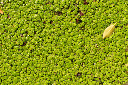 concept green nature backgroundの写真素材