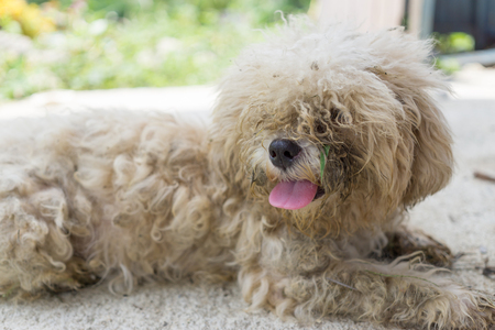 The dog was neglected cleanの写真素材