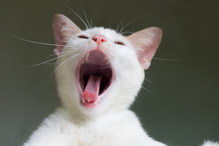 White cat is yawningの写真素材