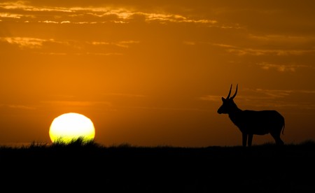 African wildlife silhouetteの写真素材