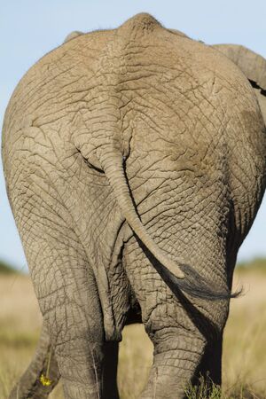 African Elephant behindの写真素材