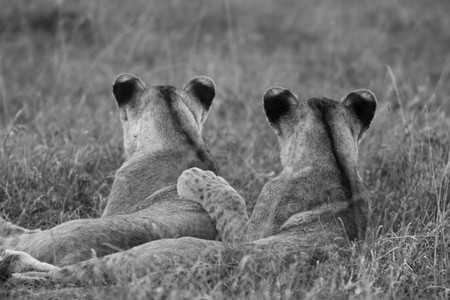 Monochrome lion cubsの写真素材