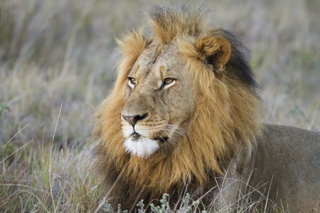 Lion male observing grasslandの写真素材