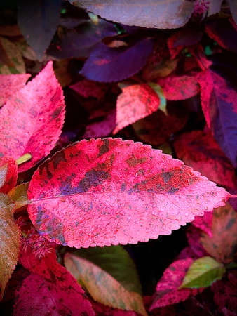 The plant of leaf is pink colour nature in the outdoor garden is so colourful decorations.