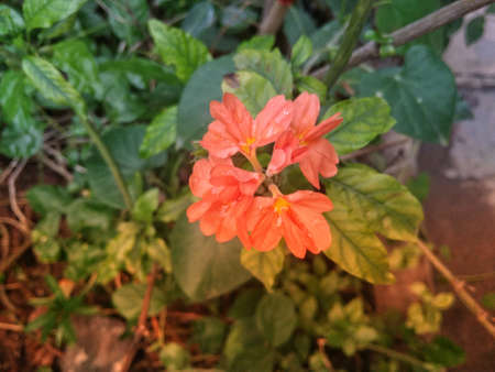 The Hibsicous flowers are more beautiful when we seen in the garden of outdoor,の写真素材