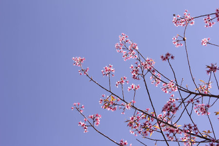 Flower queen tigerの写真素材