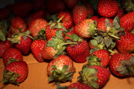 Strawberry tree species の写真素材