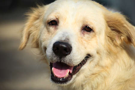 The dog smileの写真素材