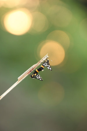 Love Love insectの写真素材