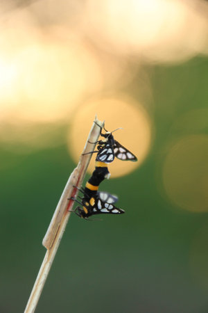 butterflies sexの写真素材