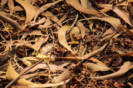 brown leavesの写真素材