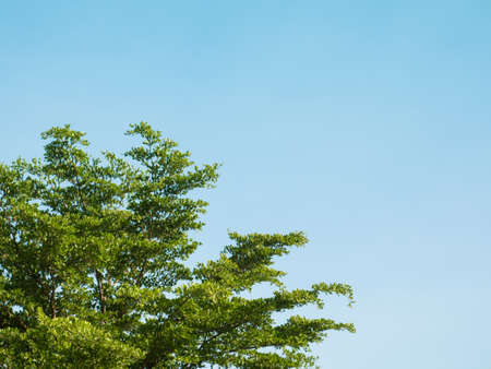 Tree on the leftwith blue sky and have sunrise on the right.の写真素材