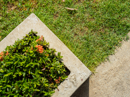 Ixora in concrete pot and green grass beside the stressの写真素材