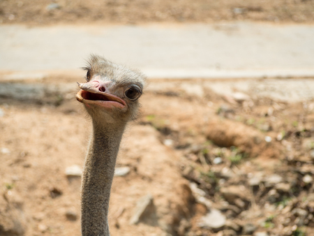 Ostrich in sunny and hot  weatherの写真素材