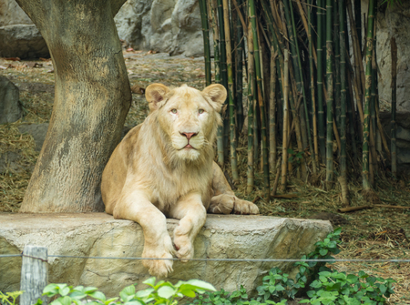 Lion lie down in the rock under the treeの写真素材