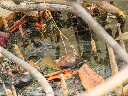 mudskippers in mud under tree rootsの写真素材
