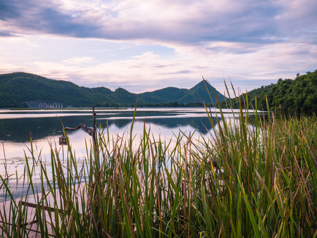 Sunrise over the lake in the village with the aquatic plant. View from a wooden bridge, image in the Green-purple toning.の写真素材