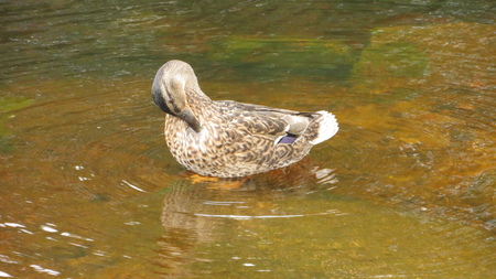 Duck in the waterの写真素材