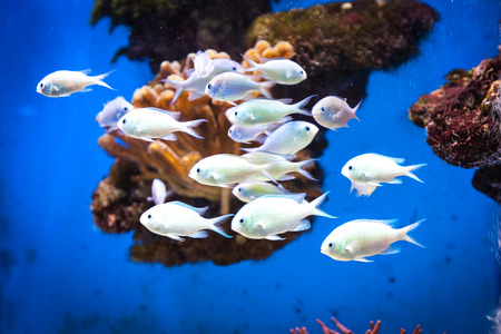 School of fish in the Oceanographic Museum in Monacoの写真素材