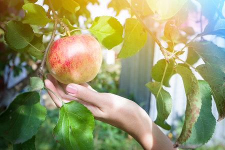 Harvest of ripe apples from the branches in the gardenの写真素材