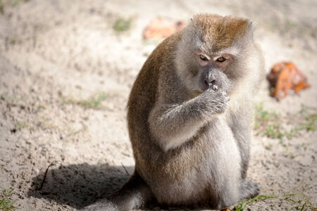 Monkey with a thoughtful look on Pangkor Island in Malaysiaの写真素材