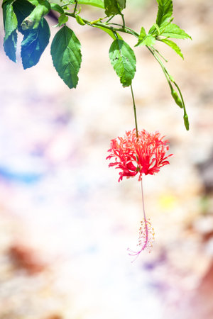 Exotic flower to Pangkor Island in Malaysiaの写真素材