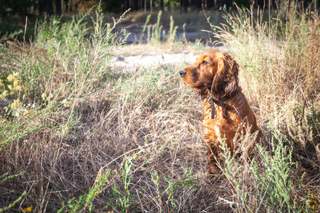 English Cocker Spaniel hiding in the bush while hunting