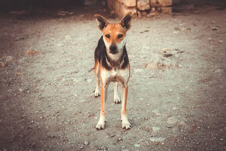 Lonely yard dog with sad and clever eyesの写真素材