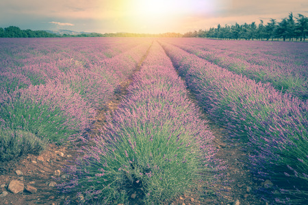 Lavender field in the rays of the setting sunの写真素材
