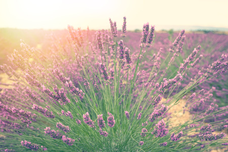 Lavender bush in the sun at sunsetの写真素材