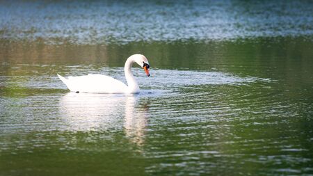 White mute swan floating on the lakeの写真素材