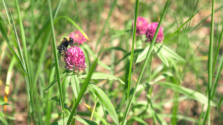 Bumblebee collecting nectar on a flower cloverの写真素材