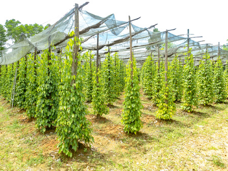 Plantation of black pepper on Phu Quoc Island in Vietnamの写真素材