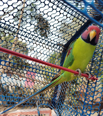 Dazzling Indian Parrot Macro.の写真素材