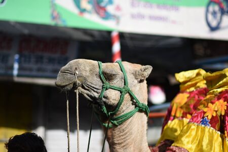 Decorated Camels on Street