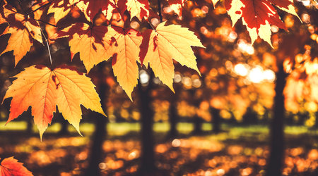Autumn nature background, yellow foliage bright bokeh lights in golden colors. Chestnut tree leaves floral fall season. Season conceptの素材