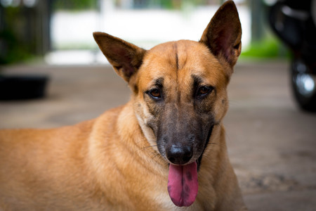 Thai dog lookingの写真素材