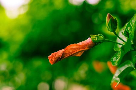 Hibiscus Flower.の写真素材