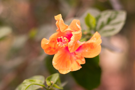 Hibiscus flowerの写真素材