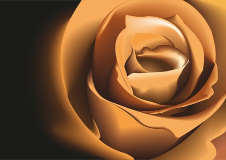 Rose Beige. Vector illustration. のイラスト素材