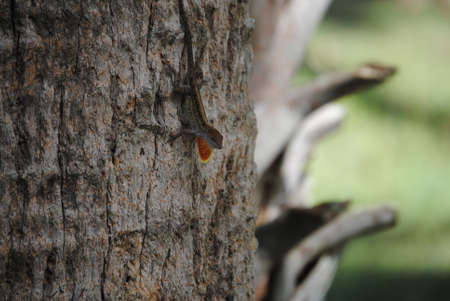 Lizzardの写真素材