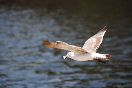 bird flying with food over ocean